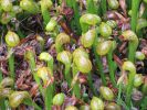 PICTURES/Oregon Coast Road - Darlingtonia Nature Site/t_IMG_6351.jpg